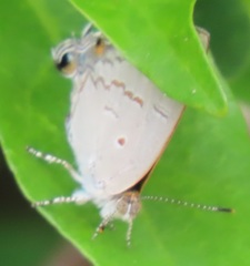 Hypolycaena philippus