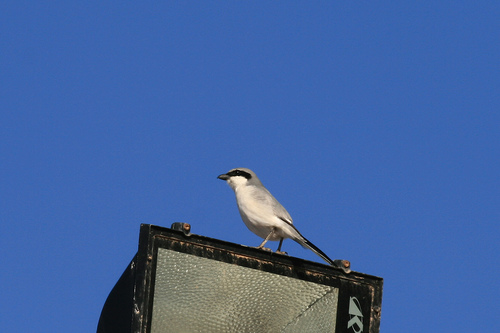 Great Gray Shrike