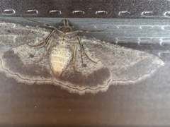 Syneora euboliaria
