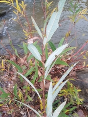 Salix caroliniana