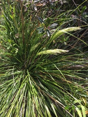 Carex virgata