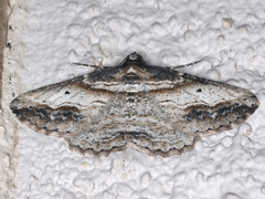 Syneora euboliaria