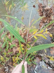 Salix caroliniana