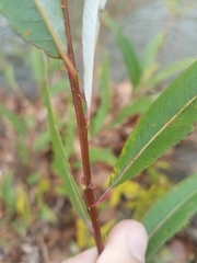 Salix caroliniana