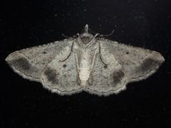 Syneora euboliaria