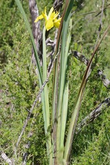 Moraea reticulata