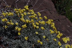 Helichrysum argyrophyllum