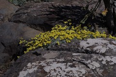 Helichrysum argyrophyllum