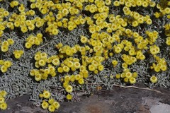 Helichrysum argyrophyllum