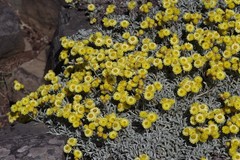 Helichrysum argyrophyllum