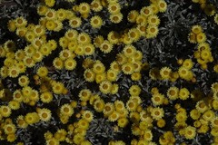 Helichrysum argyrophyllum