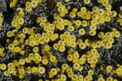 Helichrysum argyrophyllum