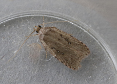 Agonopterix heracliana