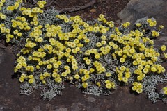 Helichrysum argyrophyllum
