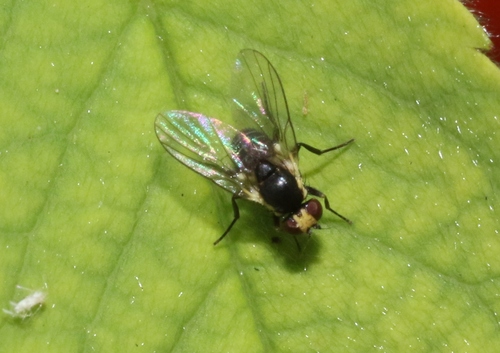 iNaturalist observation photo of Leaf-miner Flies