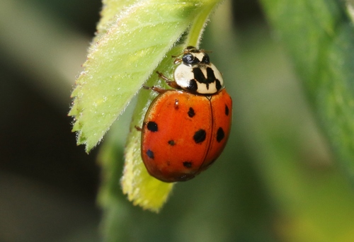 iNaturalist observation photo of Asian Lady Beetle