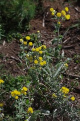 Helichrysum cooperi