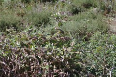 Buddleja salviifolia