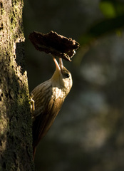 Xiphorhynchus fuscus