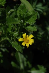 Osteospermum grandidentatum