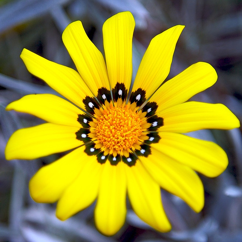 Gazania