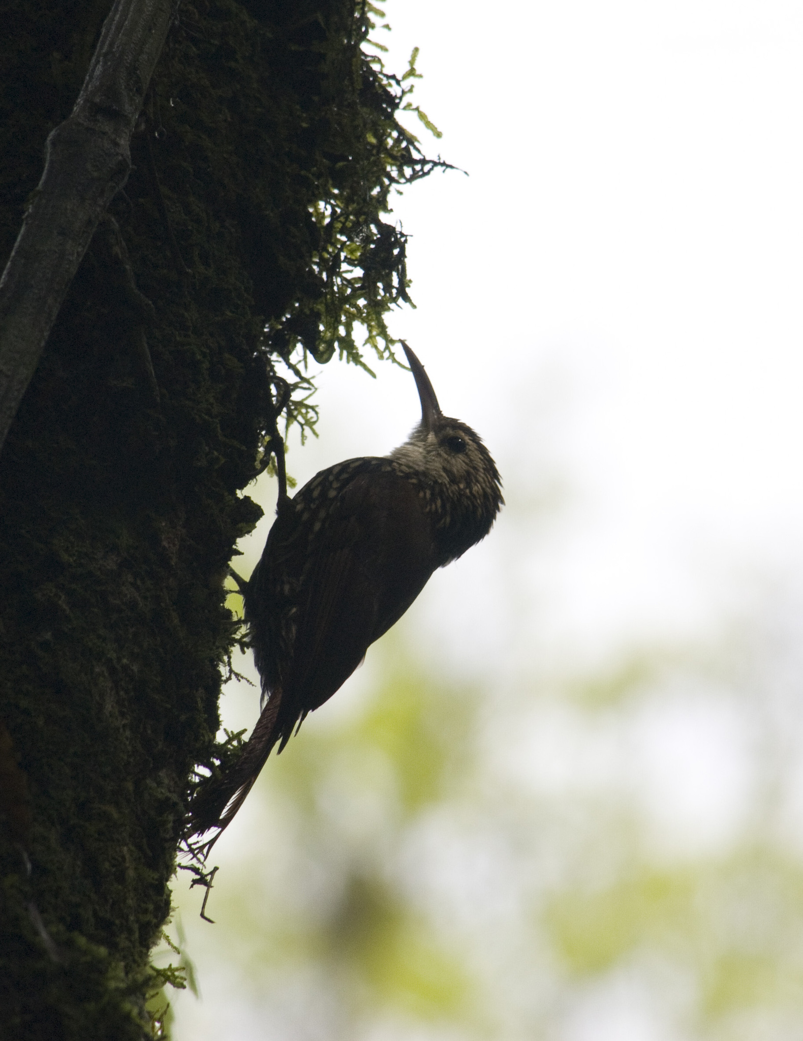 Scalloped Woodcreeper illustration