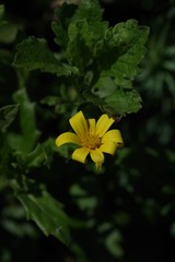 Osteospermum grandidentatum
