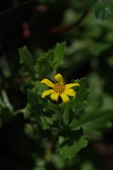 Osteospermum grandidentatum