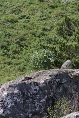 Cussonia paniculata