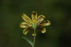 Osteospermum grandidentatum
