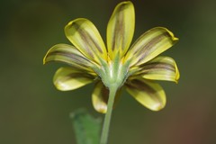 Osteospermum grandidentatum