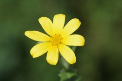 Osteospermum grandidentatum