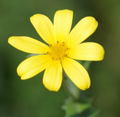 Osteospermum grandidentatum