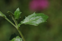 Osteospermum grandidentatum