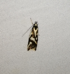 Epithymema incomposita