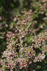Erica brownleeae