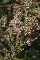 Erica brownleeae