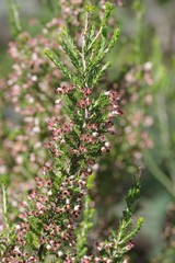 Erica brownleeae
