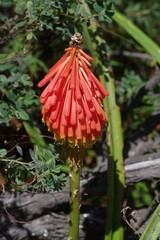 Kniphofia linearifolia