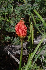 Kniphofia linearifolia