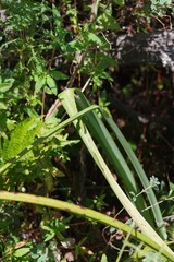 Kniphofia linearifolia