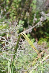 Kniphofia linearifolia