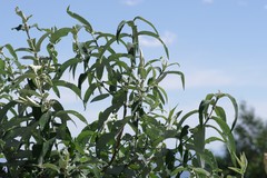 Buddleja salviifolia
