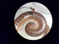 Uroblaniulus jerseyi