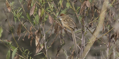 Schoeniophylax phryganophilus
