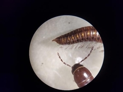 Uroblaniulus jerseyi