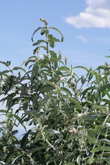 Buddleja salviifolia