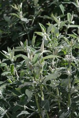 Buddleja salviifolia