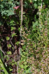 Erica brownleeae