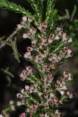 Erica brownleeae